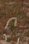 Curlytop knotweed